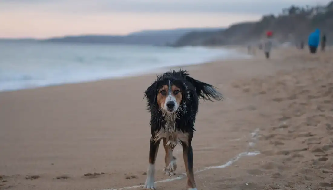 Bernese Mountain Dog being examined by a vet — Berner health problems and lifespan