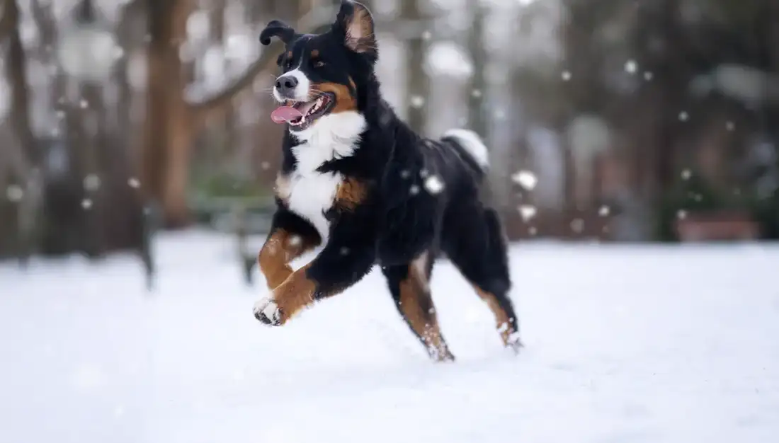 Bernese Mountain Dog sleeping peacefully on a living room floor