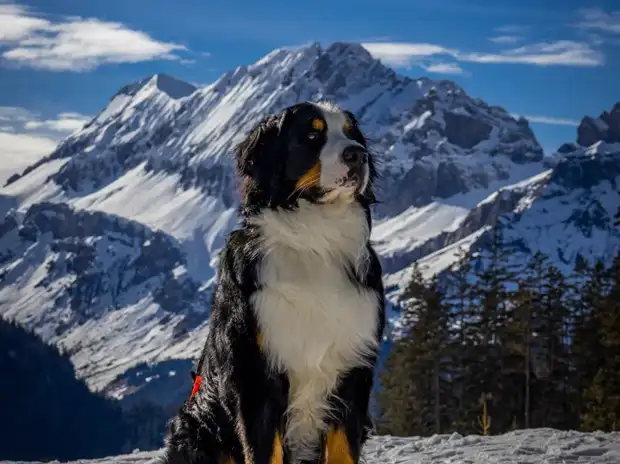 Side profile studio portrait of an adult Bernese Mountain Dog