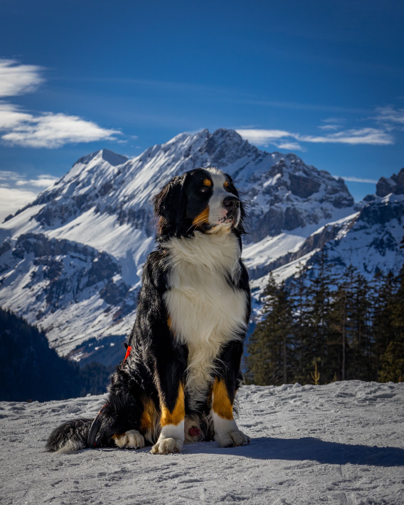Tricolor Bernese Mountain Dog sitting outdoors