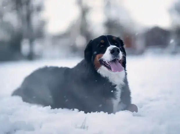 Bernese Mountain Dog hiking on an alpine mountain trail with its owner