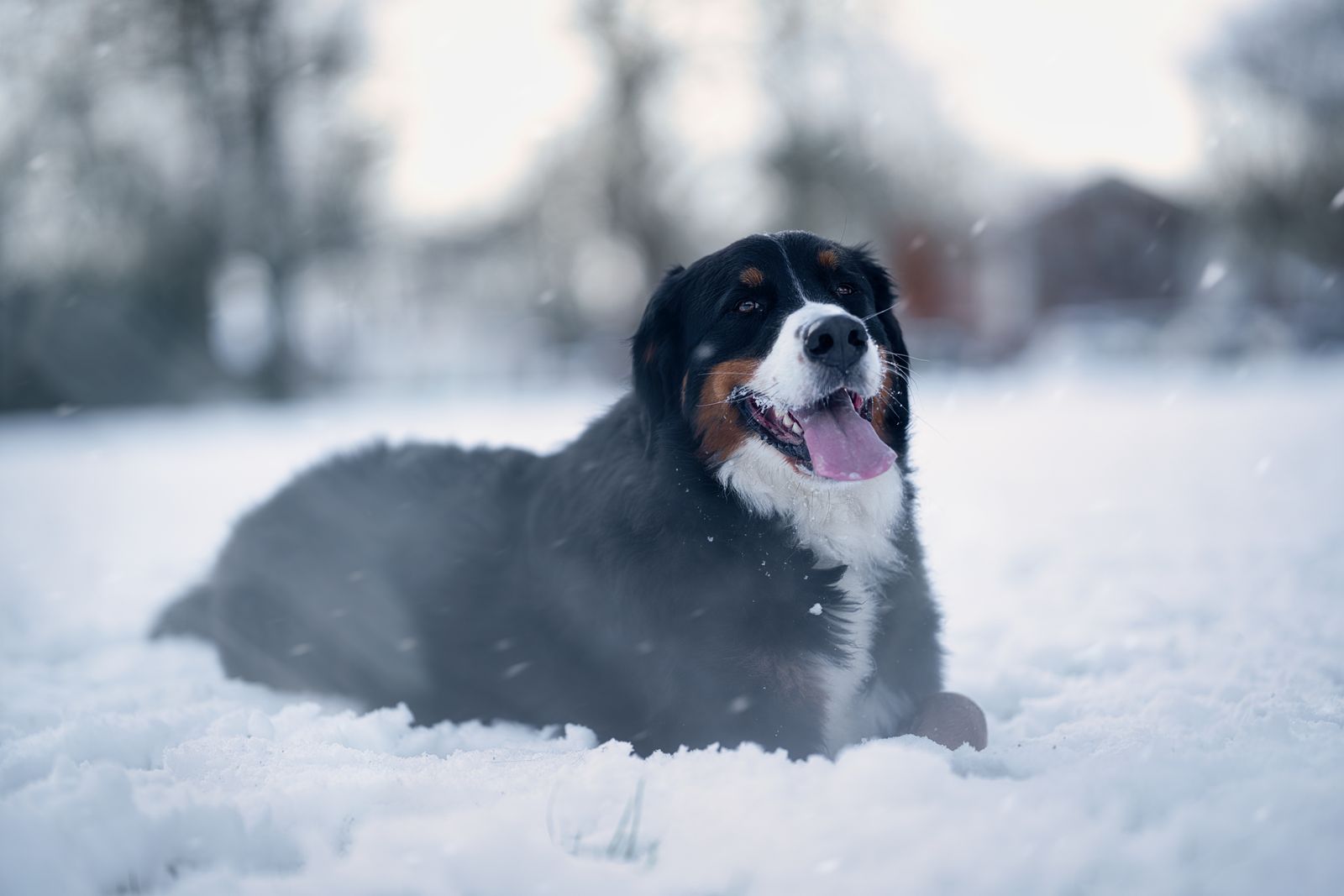 Bernese Mountain Dog hiking on an alpine mountain trail with its owner