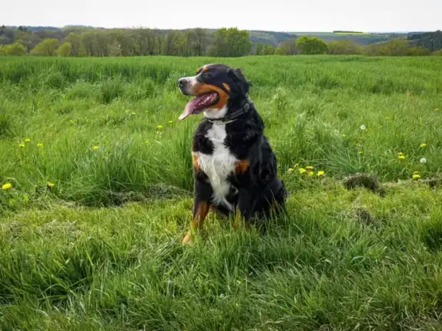 Bernese Mountain Dog eating kibble from a steel bowl in a bright kitchen