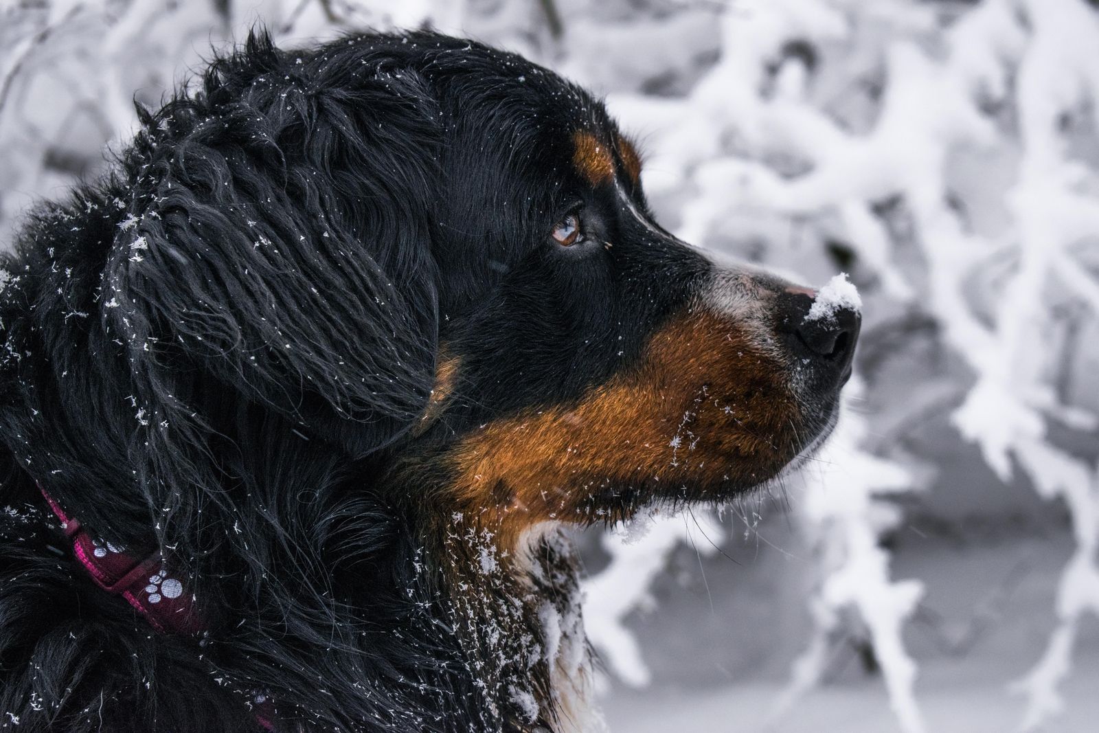 Close-up of a Bernese Mountain Dog's thick tricolor coat being brushed