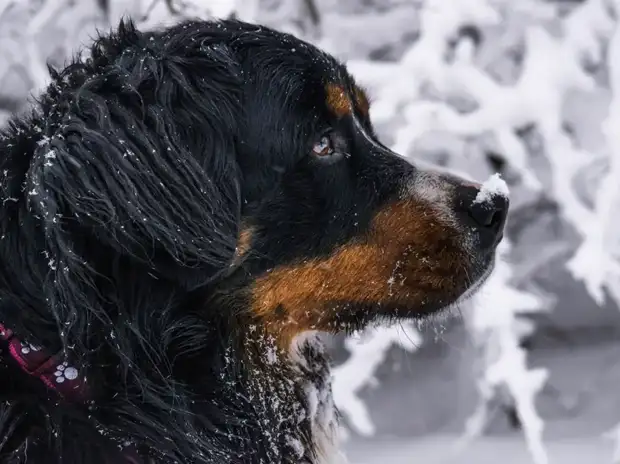 Close-up of a Bernese Mountain Dog's thick tricolor coat being brushed