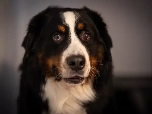 Veterinarian examining a Bernese Mountain Dog with a stethoscope in a clinic
