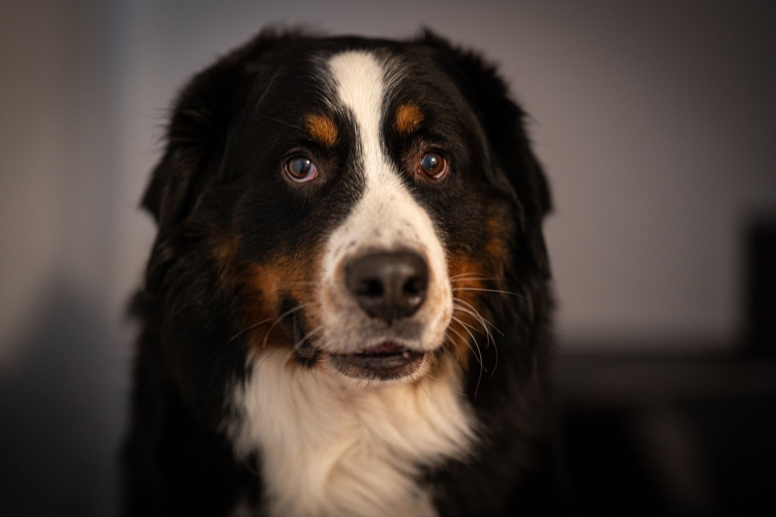 Veterinarian examining a Bernese Mountain Dog with a stethoscope in a clinic
