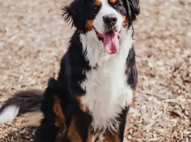Fluffy tricolor Bernese Mountain Dog puppy sitting in sunny green grass