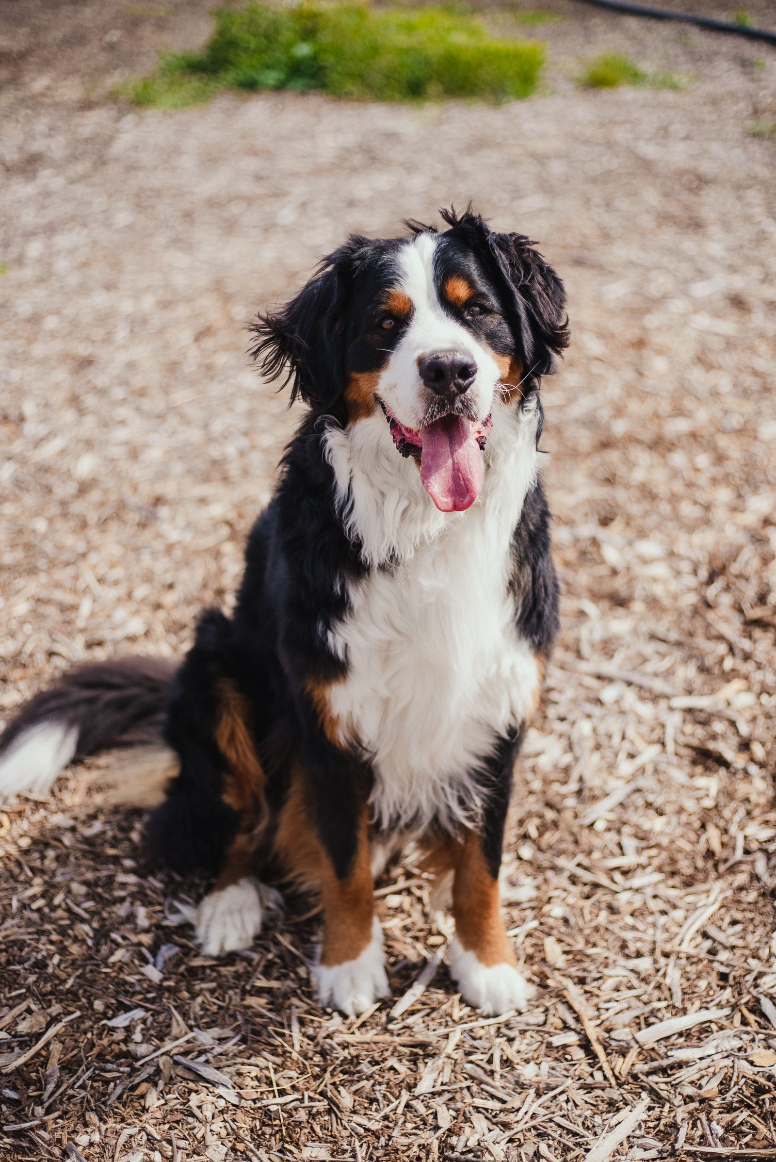 Fluffy tricolor Bernese Mountain Dog puppy sitting in sunny green grass