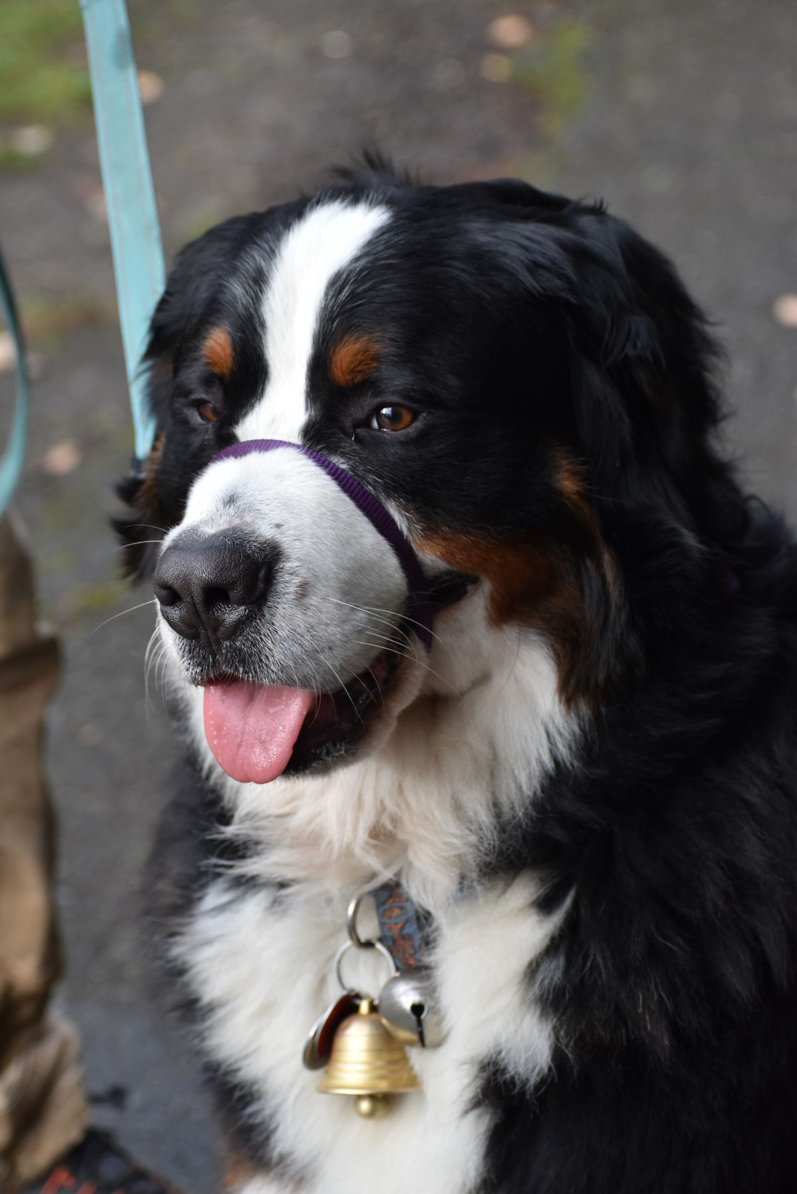 Bernese Mountain Dog lying calmly on a wooden floor beside smiling children