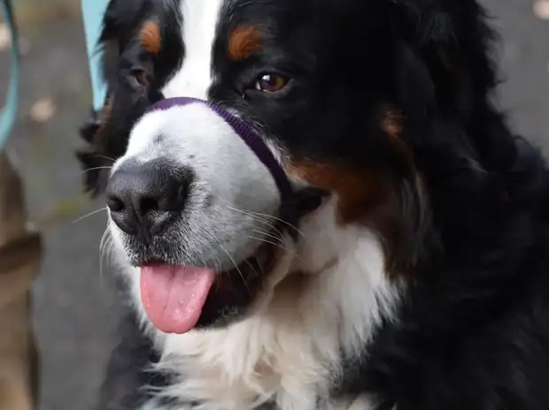 Bernese Mountain Dog lying calmly on a wooden floor beside smiling children