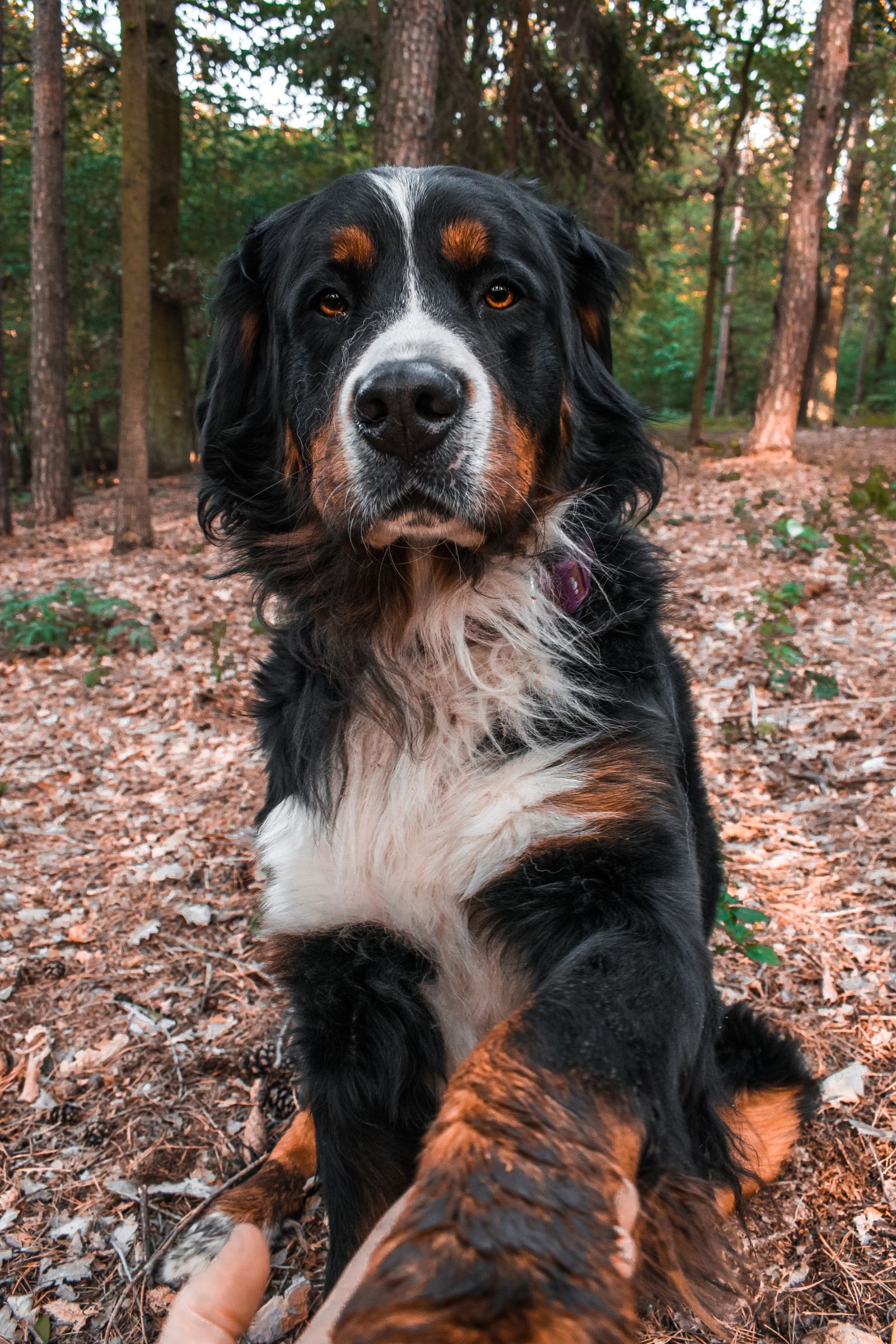 Bernese Mountain Dog sitting attentively during obedience training in a park