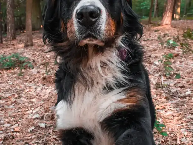 Bernese Mountain Dog sitting attentively during obedience training in a park
