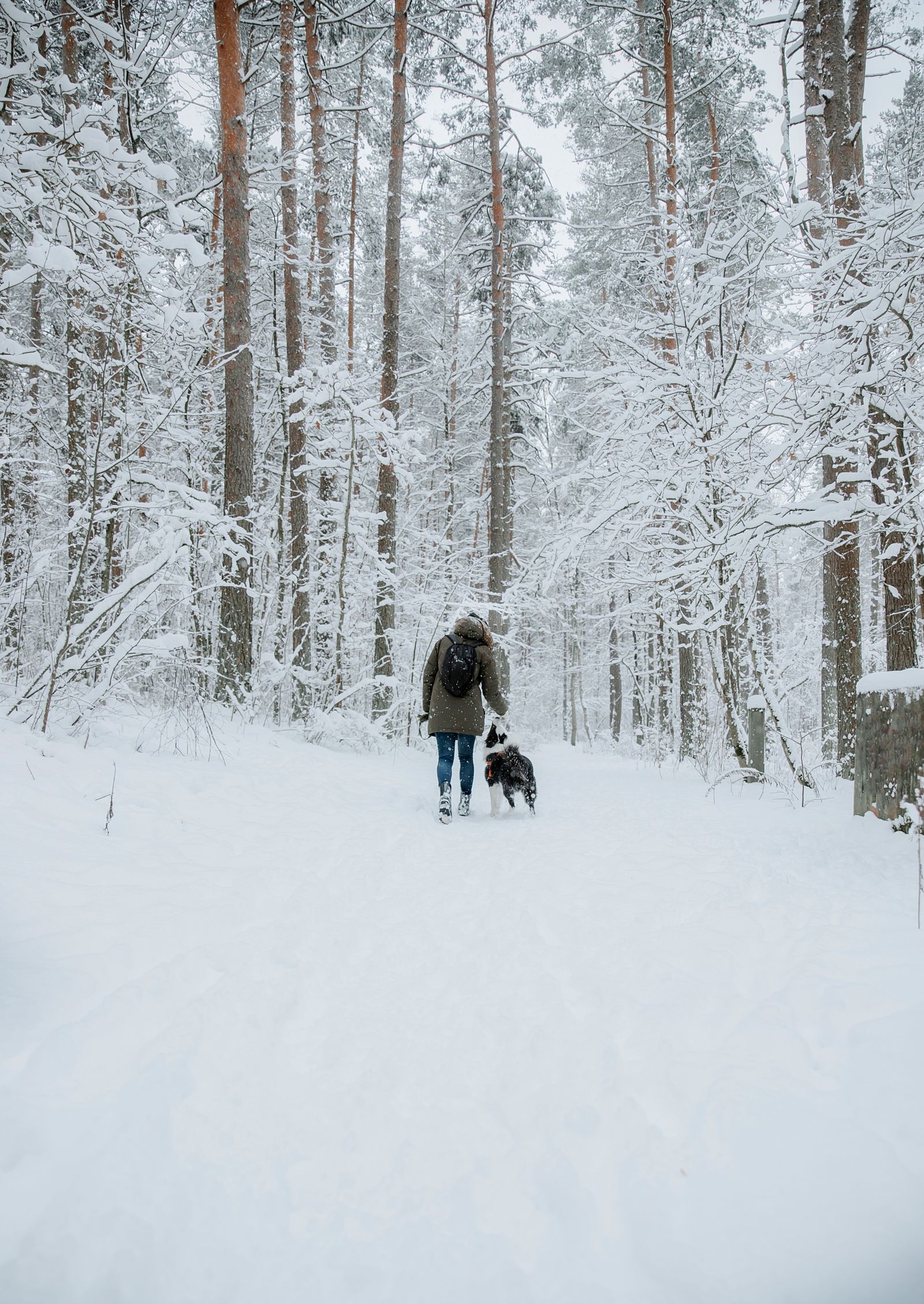 Owner walking a Bernese Mountain Dog through a snowy forest