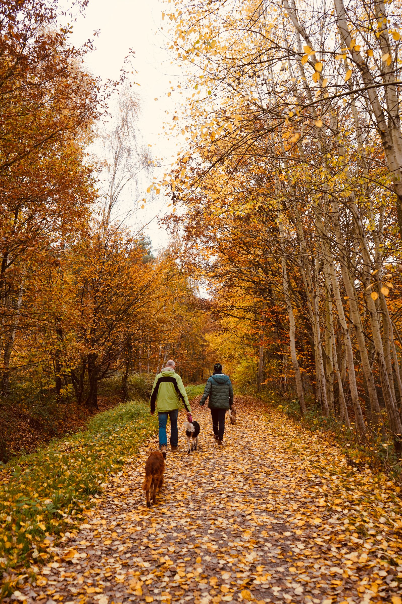 Bernese Mountain Dogs on a leaf-covered autumn forest path