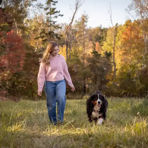 Owner walking a Bernese Mountain Dog through a golden autumn meadow