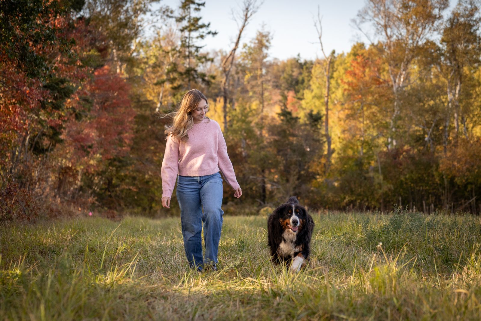 Woman walking a Bernese Mountain Dog in an autumn meadow