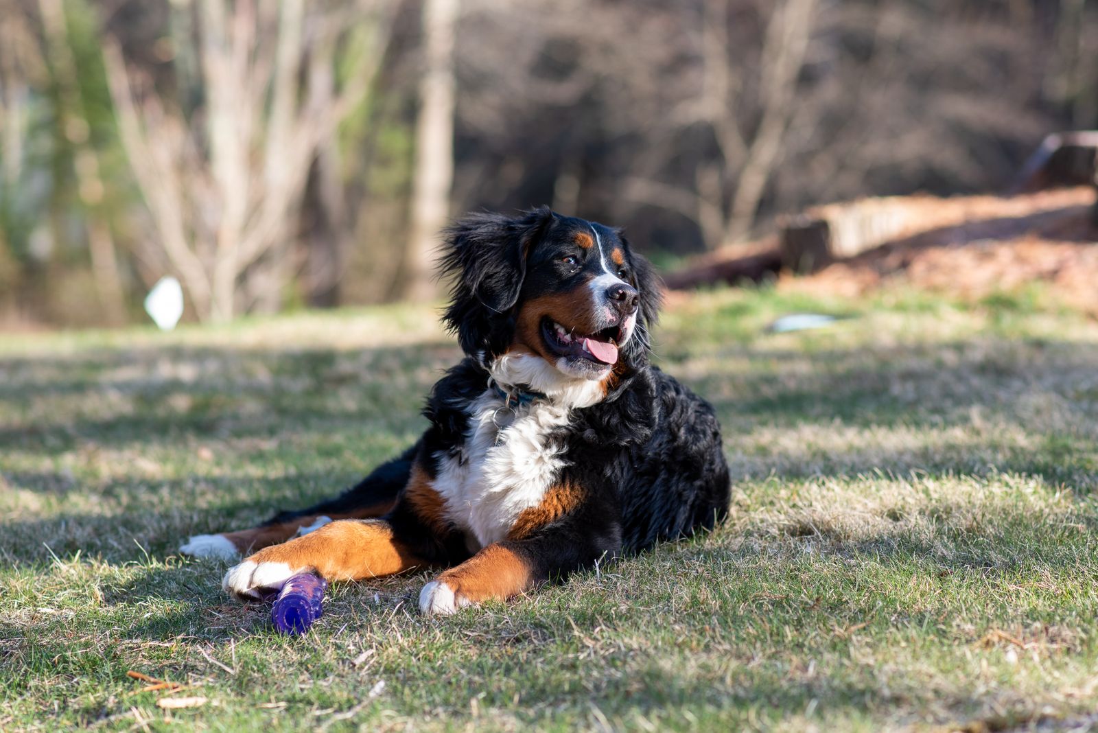 Bernese Mountain Dog with a tricolor black, white and rust coat sitting in a Swiss alpine meadow