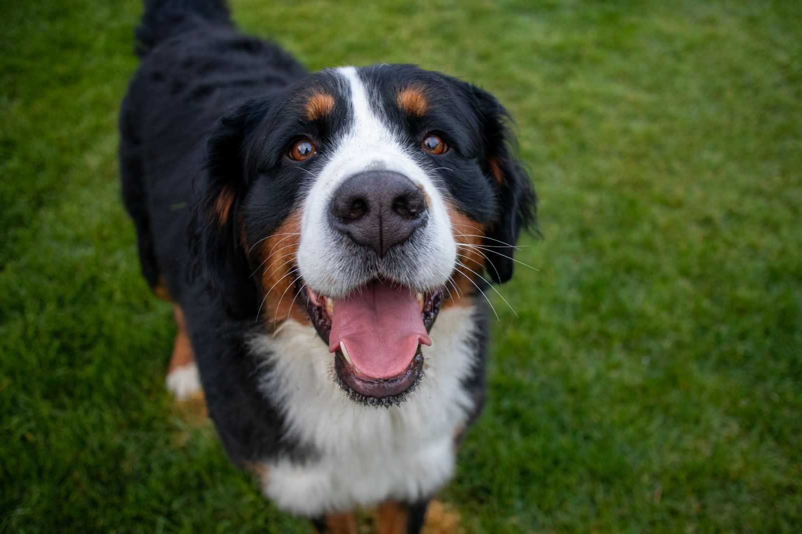 Close-up portrait of a Bernese Mountain Dog in a sunlit meadow