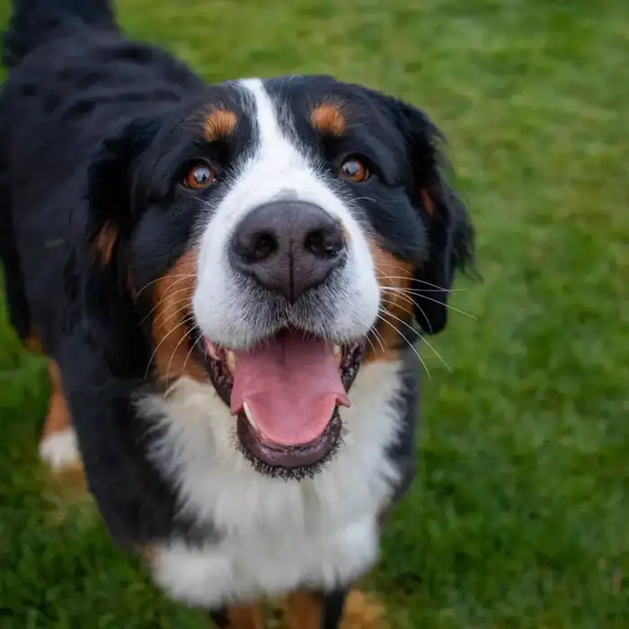 Close-up portrait of a Bernese Mountain Dog in a sunlit meadow