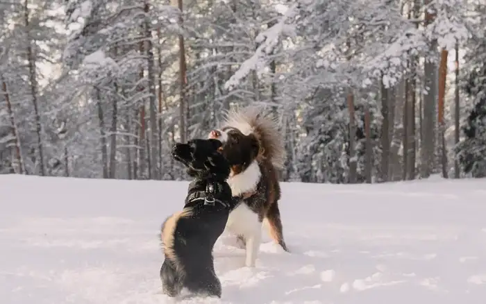 Bernese Mountain Dog hiking on a trail — Berner exercise needs and activity guide