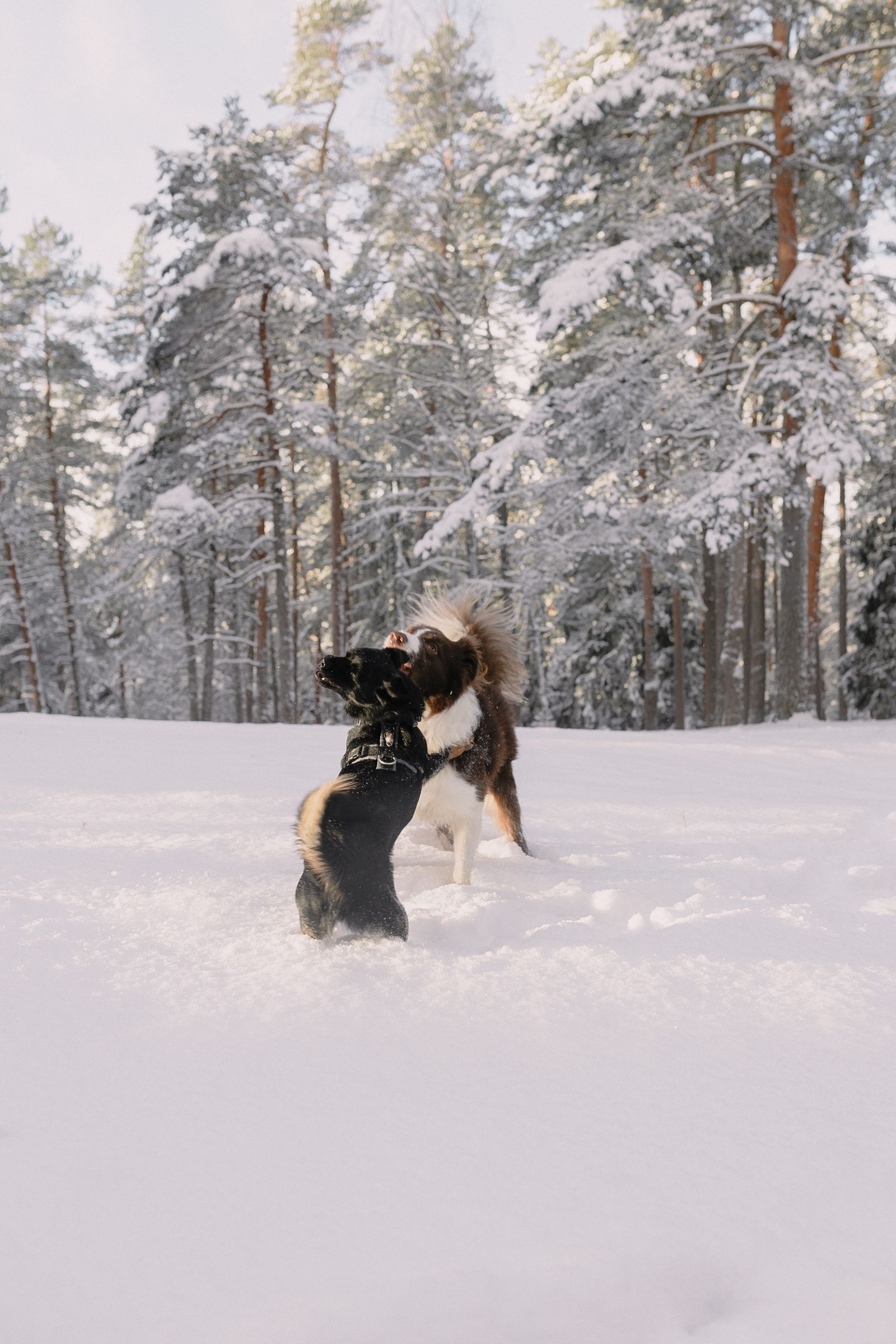 Bernese Mountain Dog hiking a mountain trail