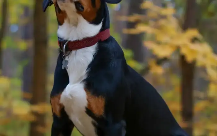 Bernese Mountain Dog being examined during a veterinary visit