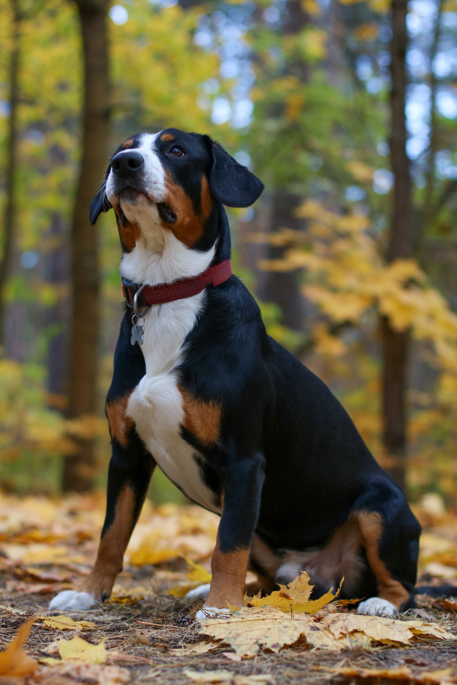 Bernese Mountain Dog at a veterinary check-up