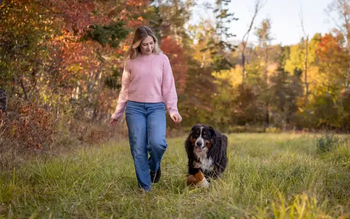Owner training a Bernese Mountain Dog with a treat — Berner obedience training guide