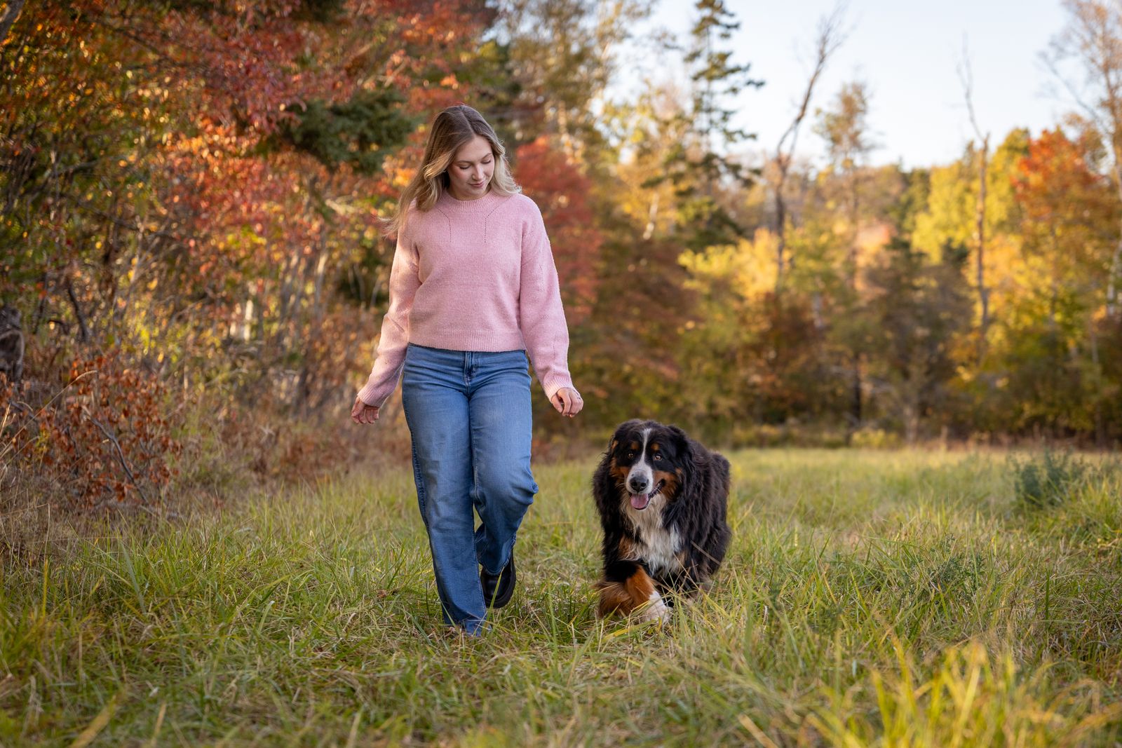 Bernese Mountain Dog in a training session